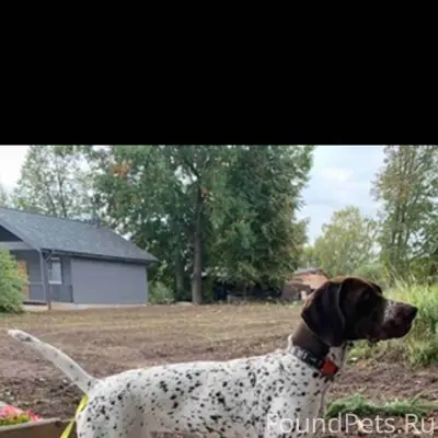 Сегодня днём в деревне Якутино...