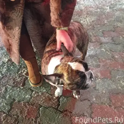 Потерялась собака около славян...