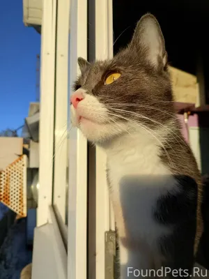 17.01.26. пропала кошка! На...