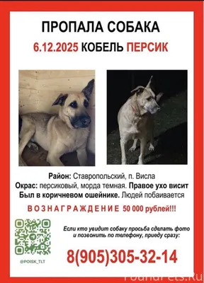 Друзья,прошу репост! Персик пр...