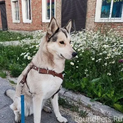 Повторный пост! Пропала Собака...