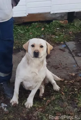 Пропала собака на руднике. Лаб...