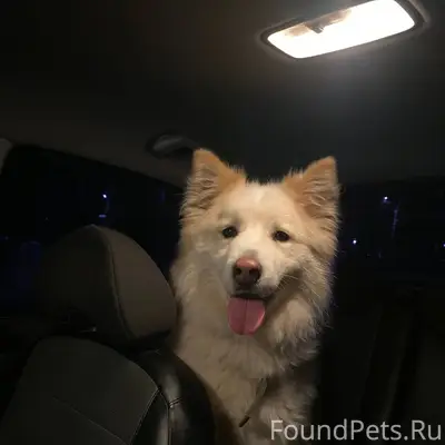 НАЙДЕНА СОБАКА! Видно, что дом...