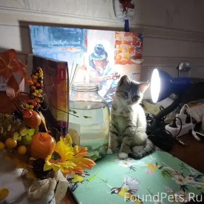 16 Янв. 2026 г.днем пропал...