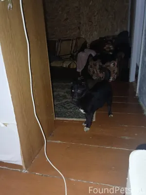 Потерялась собака у лайской мо...