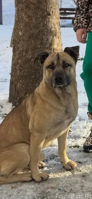 Найден пес! Бегает в районе пр...