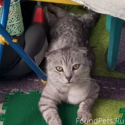 Пропал кот. Территориально ул....