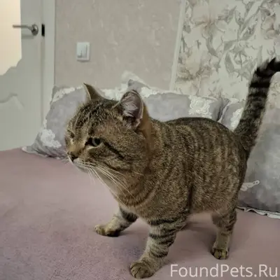 Найден кот, окрас камышовый (Е...