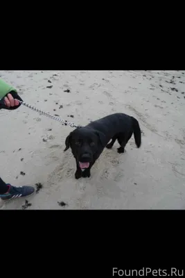 🐶 Потерялась собака! 🐶 Кто уви...