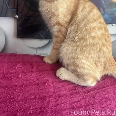 Пропал кот ему примерно 1/5...