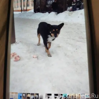 Пропала собака мальчик чёрный ...