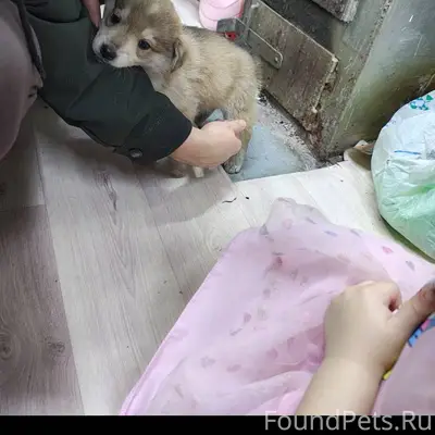 Пропал щенок