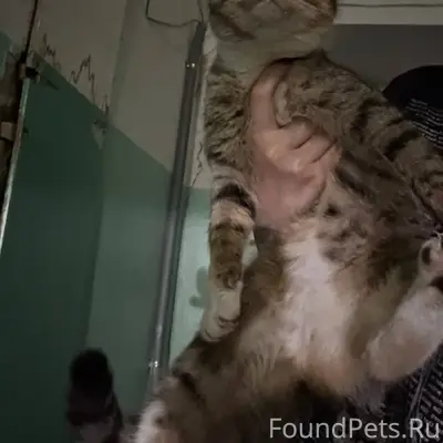 Потеряшка ищет дом или своих х...