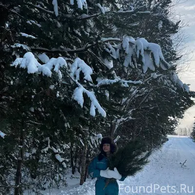 Убежала собака порода лабрадор...