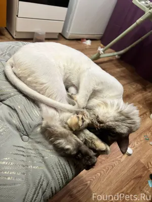 Пропала кошка по кличке Мура н...