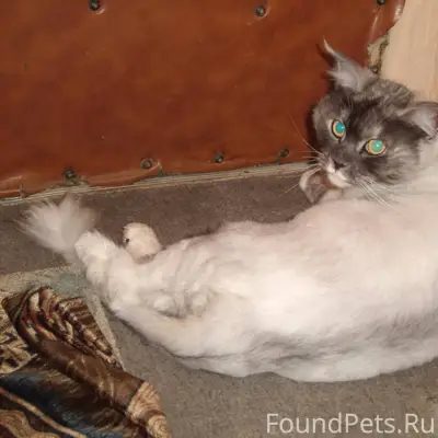 Найдена кошка Иркутск Трудовая...