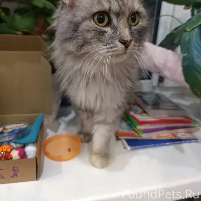 Найдена кошка около ТЦ Дюны, б...