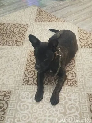 Собака найдена на трассе , нед...