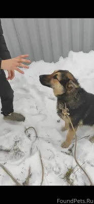 Пропала собака позавчера была ...