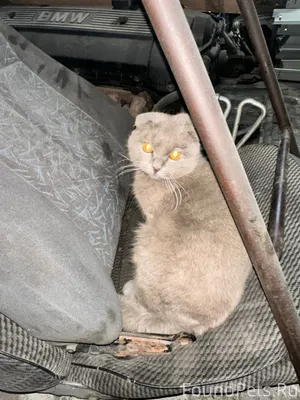 🆘Найден кот🆘 в районе 8-го...