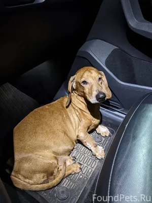 Найдена собака, в Светлогорско...