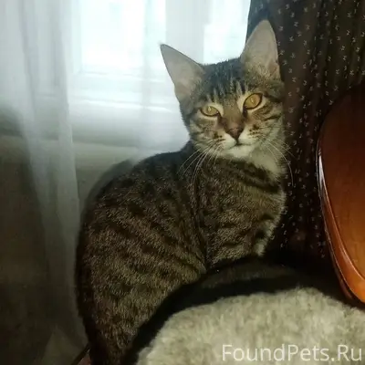 Пропал кот, в районе целины, н...