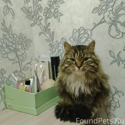 Пропала наша кошка-любимица на...