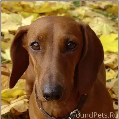 Здравствуйте потерялась собака...