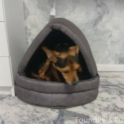 Потерялась собака гКыштым райо...