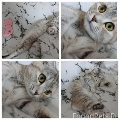 Пропала кошка (Буся) На Гагари...