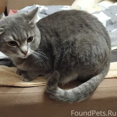 Помогаю информационно. Срочно!...