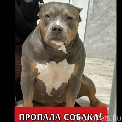 ❗️Потерялась собака ❗️ Грачевс...