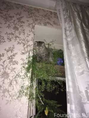 Пропал кот,в районе окраины Бо...