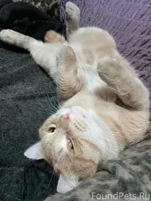 Люди добрые))) ушёл кот, не по...