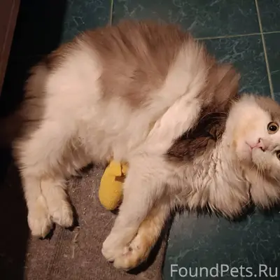 Ищу бывших (или будущих) хозяе...