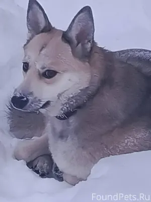 Собака бегает по ул.на Карла.....