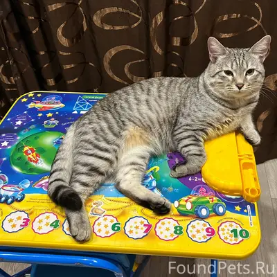 Пропал молодой кот в районе д....