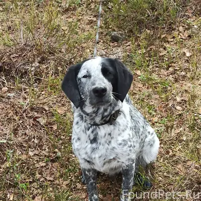 Мурманск. Пропала собака! Райо...