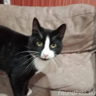 ПРОПАЛ КОТ!!! С переулка Желез...