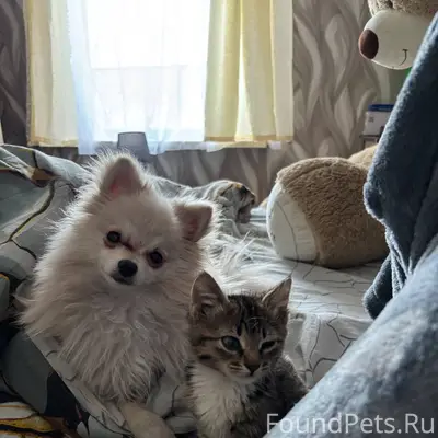 Пропала собака порода шпиц из ...