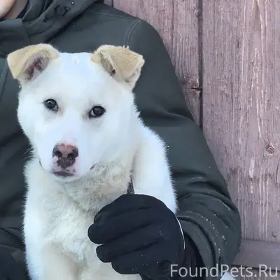 Пропала собака в поселке Север...