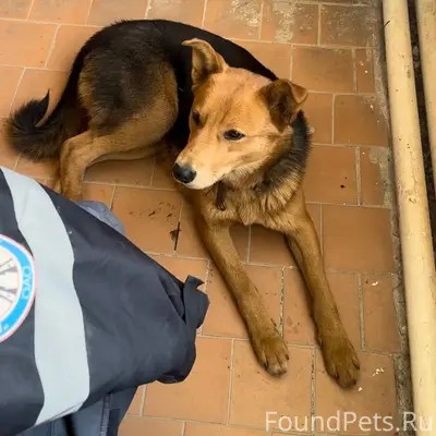 Найдена собака с ошейником и к...