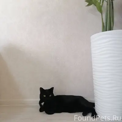 ПРОПАЛ КОТ❗️ГОРОД САРАПУЛ❗️п.З...
