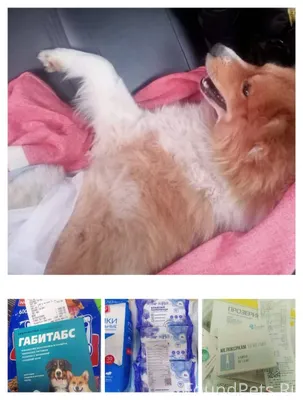 ‼️Серов, 16-го числа, утром, г...