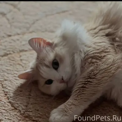 Пос 31 октября Клин пропал кот...