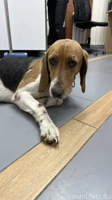 ‼️ПОМОГИТЕ НАЙТИ ХОЗЯИНА‼️ 🆘🆘🆘...