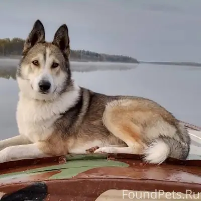 Пропала собака, кобель, может ...