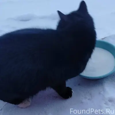 Доброго дня! Прибился кот, чер...