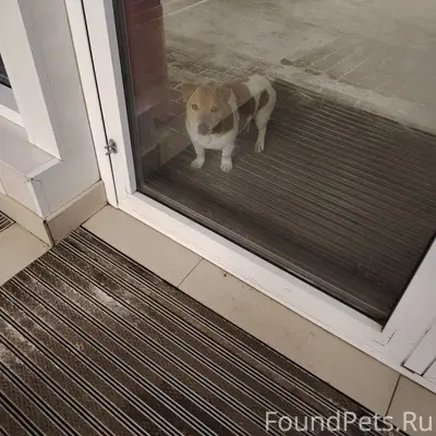 Собака потеряшка. Район химмаш...