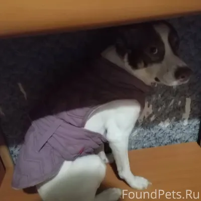 Потерялась собака зовут рей, у...